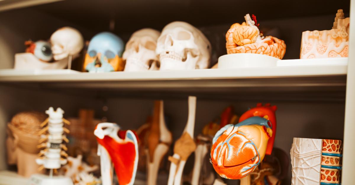 Anatomical models of human skulls, hearts, spinal columns, and other internal structures and vital organs lined up on a shelf.